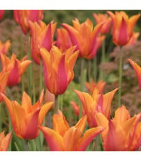Tulipán Ballerina – Tulipa – cibuloviny