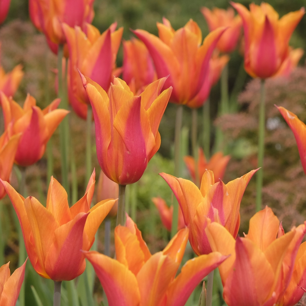 Tulipán Ballerina – Tulipa – cibuloviny