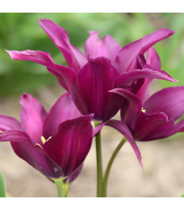 Tulipán Burgundy – Tulipa – cibuloviny