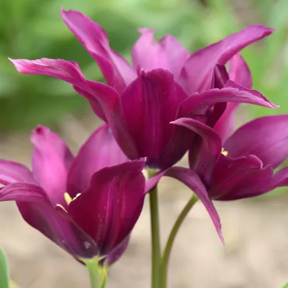 Tulipán Burgundy – Tulipa – cibuloviny