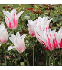 Tulipán Marilyn – Tulipa – cibuloviny