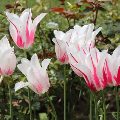Tulipán Marilyn – Tulipa – cibuloviny