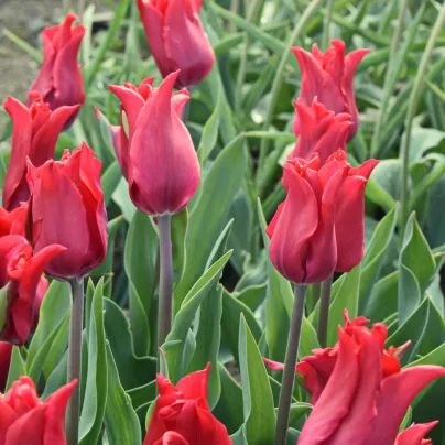 Tulipán Pretty Woman – Tulipa – cibuloviny