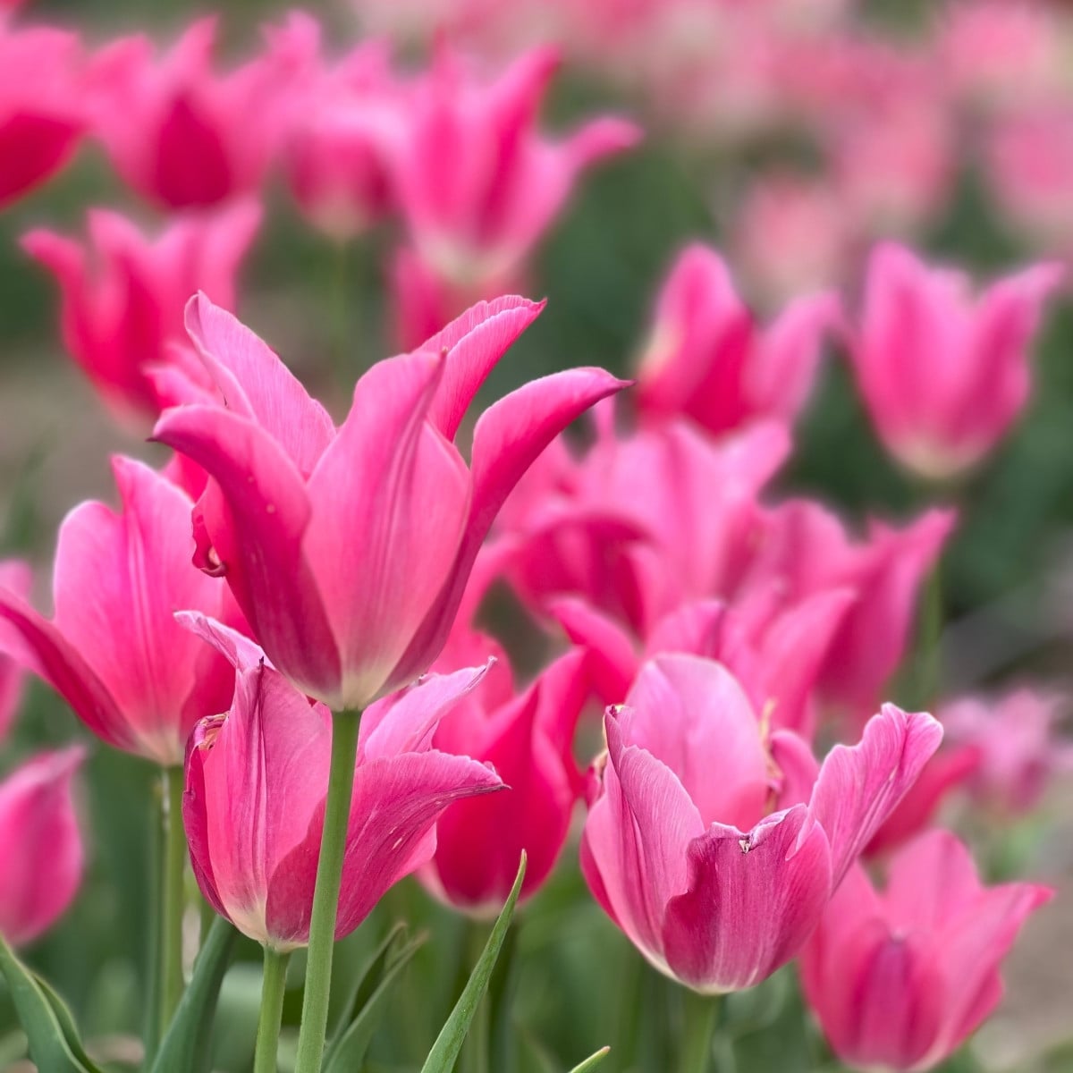 Tulipán Mariette – Tulipa – cibuloviny