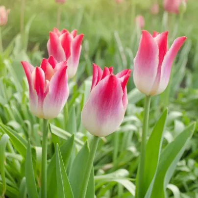 Tulipán Whispering Dream – Tulipa – cibuloviny