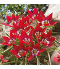 Tulipán Tiny Timo – Tulipa – cibuloviny