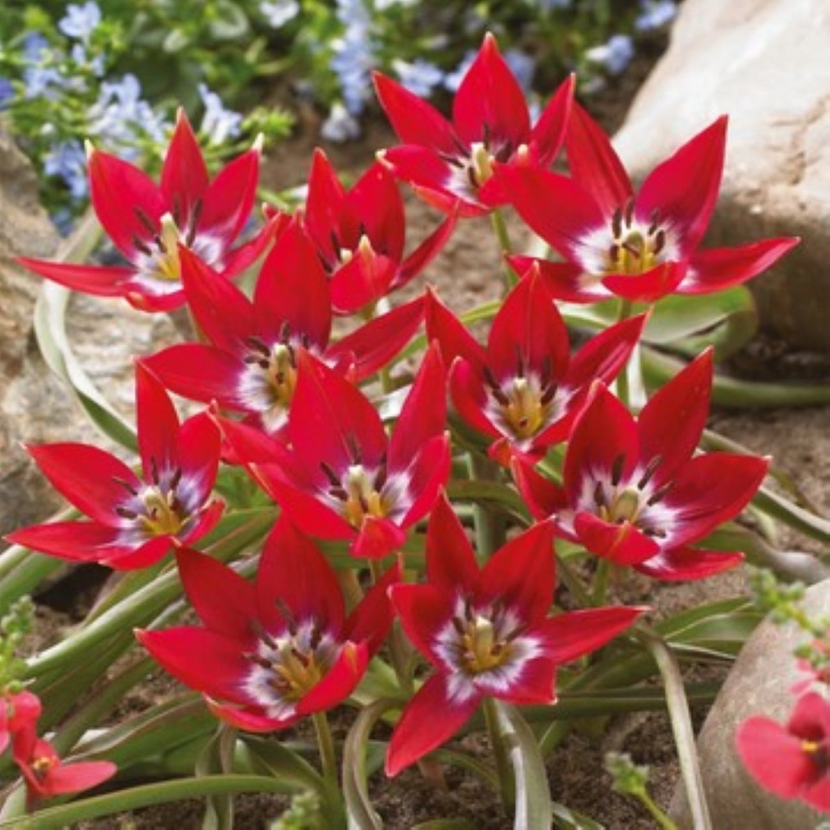 Tulipán Tiny Timo – Tulipa – cibuloviny