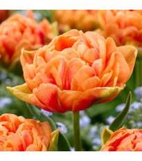 Tulipán Orange Flavour – Tulipa – cibuloviny