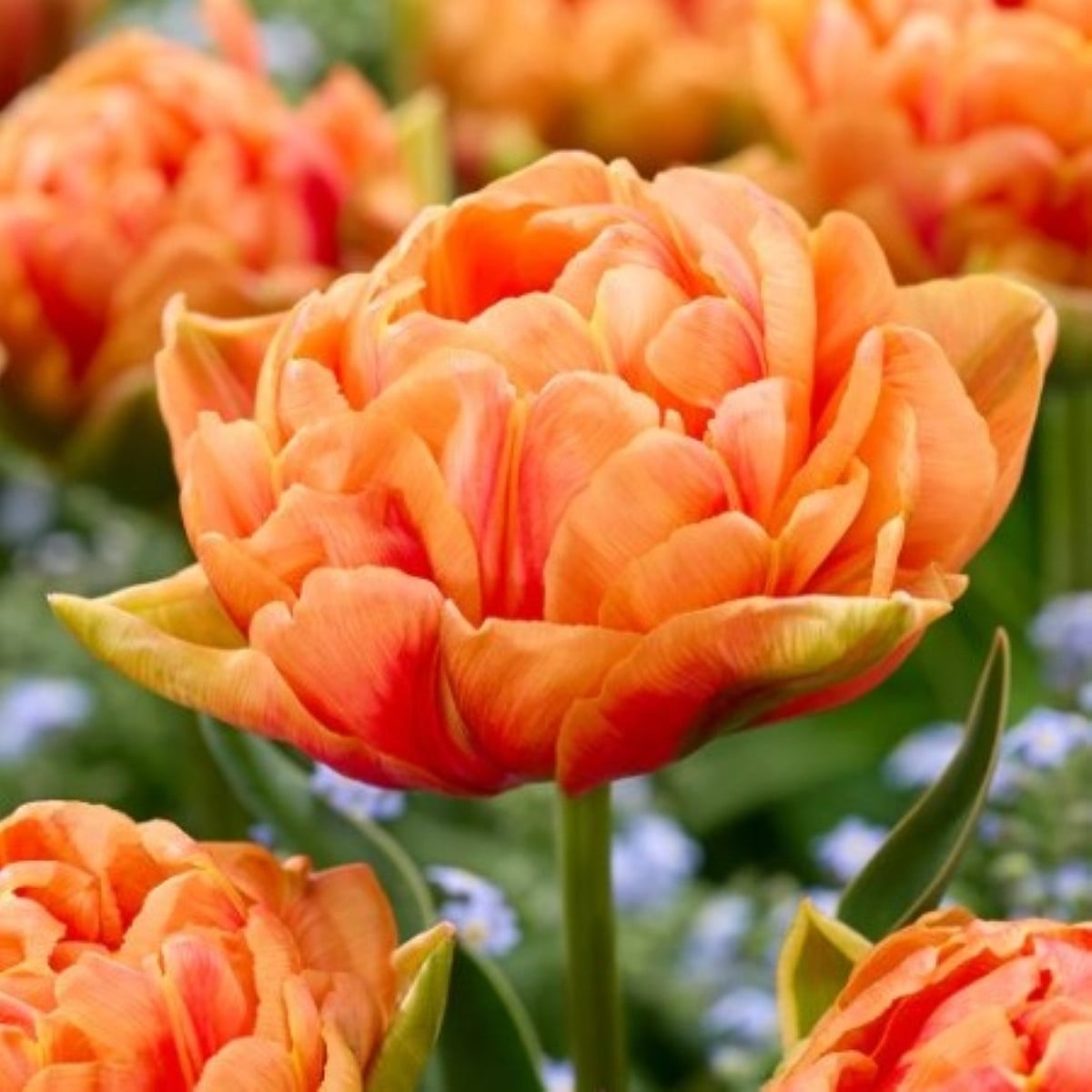 Tulipán Orange Flavour – Tulipa – cibuloviny