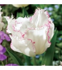 Tulipán Lady Smile – Tulipa – cibuloviny