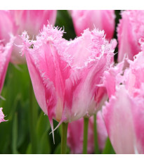 Tulipán Huis Ten Bosch – Tulipa – cibuloviny