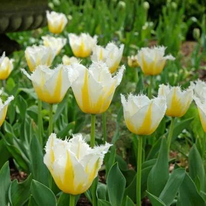 Tulipán Lemon Beauty – Tulipa – cibuloviny