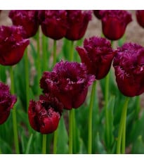 Tulipán Gorilla – Tulipa – cibuloviny