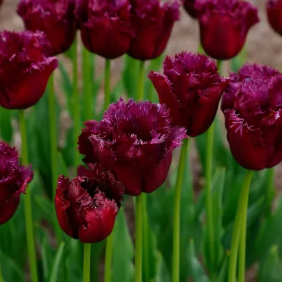 Tulipán Gorilla – Tulipa – cibuloviny