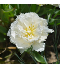 Tulipán Snow Crystal – Tulipa – cibuloviny