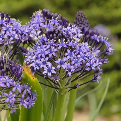 Ladoňka mnohokvětá modrá – Scilla peruviana – ladoničky – pěstování