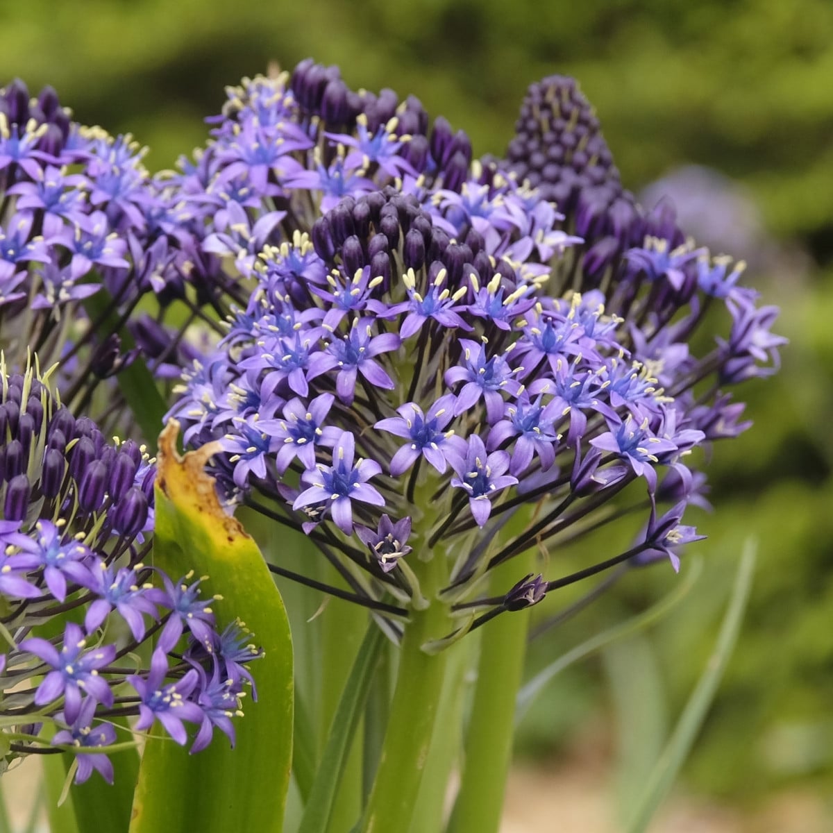 Ladoňka mnohokvětá modrá – Scilla peruviana – ladoničky – pěstování