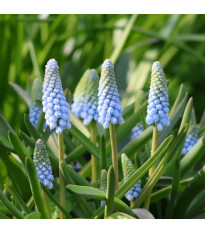 Modřenec Baby's Breath – Muscari neglectum – cibule – pěstování