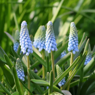 Modřenec Baby's Breath – Muscari neglectum – cibule – pěstování