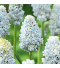 Modřenec Nature's Beauty – Muscari neglectum – cibule – pěstování