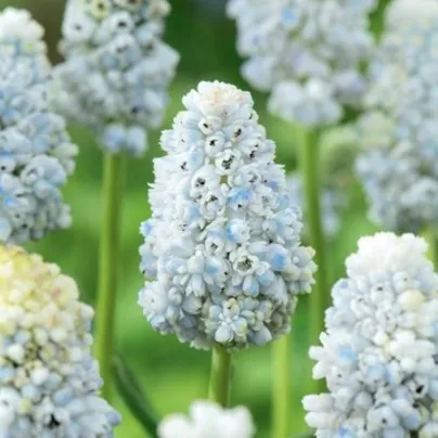Modřenec Nature's Beauty – Muscari neglectum – cibule – pěstování