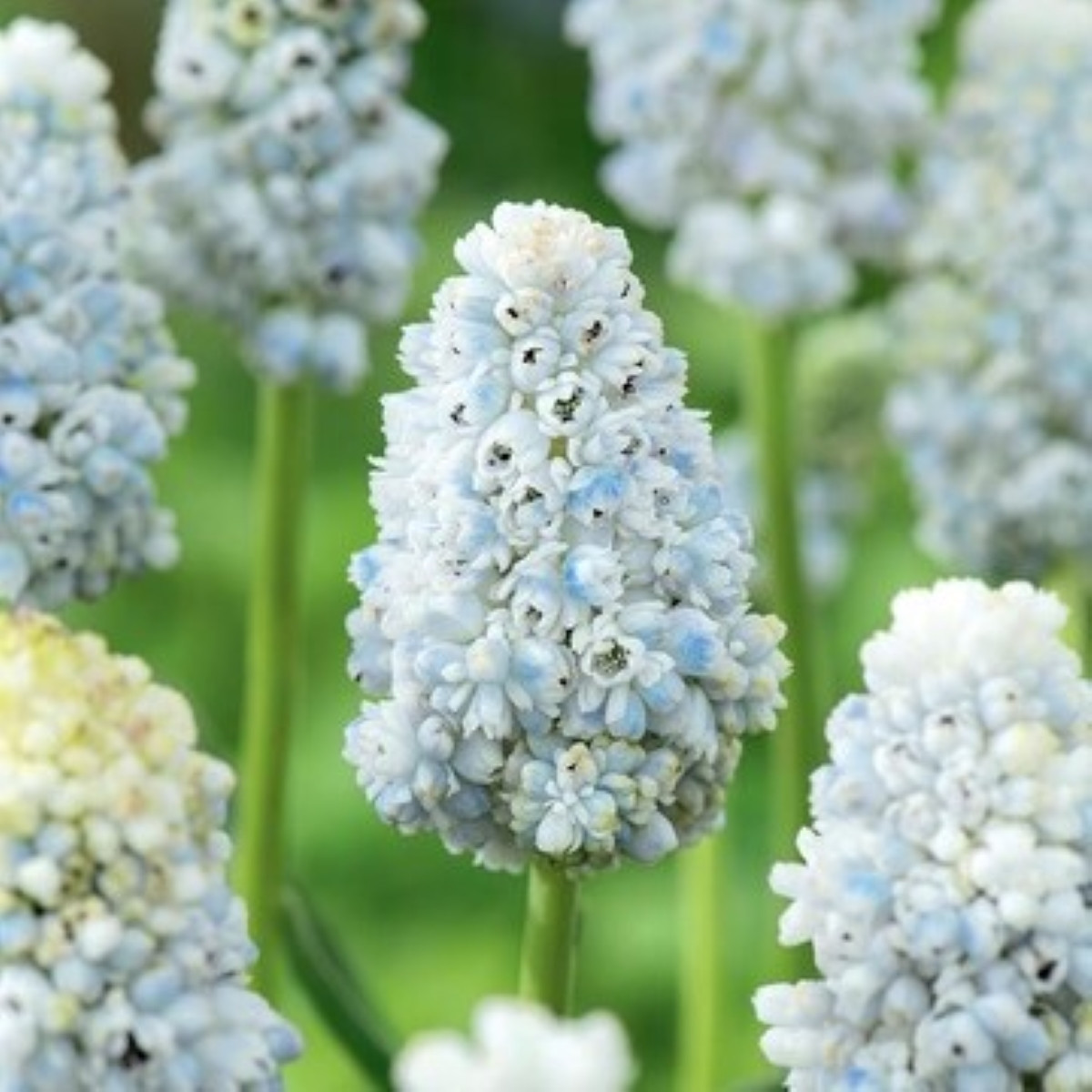 Modřenec Nature's Beauty – Muscari neglectum – cibule – pěstování