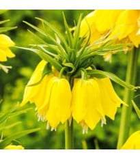 Řebčík Early Passion – Fritillaria imperialis – cibule – pěstování