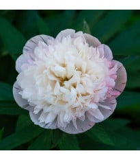 Pivoňka lékařská Alba Plena – Paeonia officinalis – pivoňky – prodej