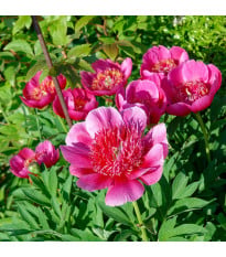 Pivoňka lékařská Anemoniflora – Paeonia officinalis – pivoňky – prodej