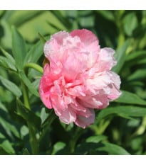 Pivoňka lékařská Rosea Plena – Paeonia officinalis – pivoňky – prodej