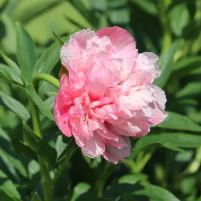 Pivoňka lékařská Rosea Plena – Paeonia officinalis – pivoňky – prodej