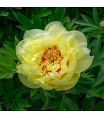 Pivoňka Bartzella – Paeonia – pivoňky – prodej
