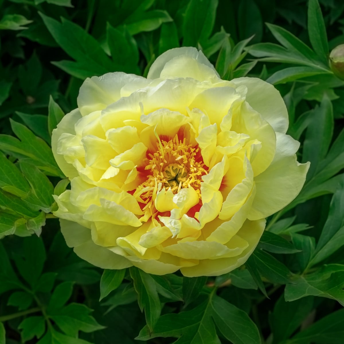 Pivoňka Bartzella – Paeonia – pivoňky – prodej