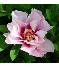 Pivoňka Cora Louise – Paeonia – pivoňky – prodej