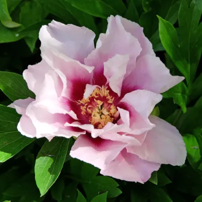 Pivoňka Cora Louise – Paeonia – pivoňky – prodej
