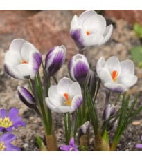 Krokus Lady Killer – Crocus chrysanthus – cibule krokusu