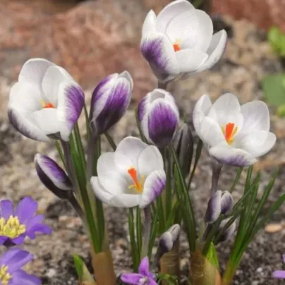 Krokus Lady Killer – Crocus chrysanthus – cibule krokusu