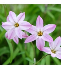 Jarní hvězda Charlotte Bishop – Ipheion uniflorum – cibulky ifejonu