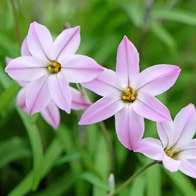 Jarní hvězda Charlotte Bishop – Ipheion uniflorum – cibulky ifejonu
