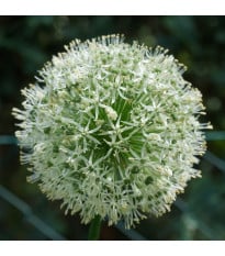 Česnek Ping Pong – Allium – česneky – cibule – pěstování