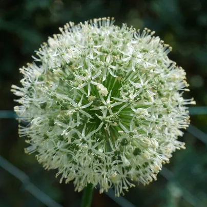 Česnek Ping Pong – Allium – česneky – cibule – pěstování