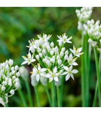 Pažitka česneková – Allium tuberosum – česneky – cibule – pěstování