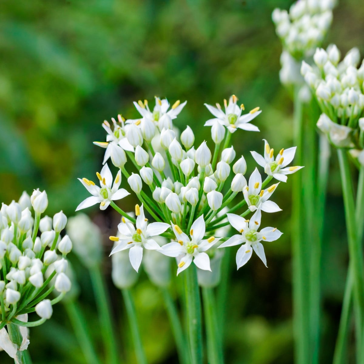 Pažitka česneková – Allium tuberosum – česneky – cibule – pěstování
