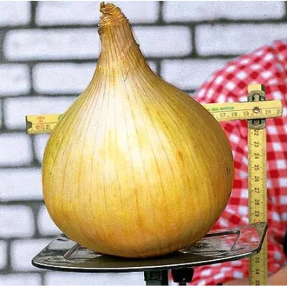 Cibule obrovská Kelsae - největší cibule světa -  10 ks