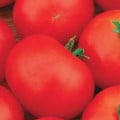 Rajče Hana - Solanum lycopersicum - osivo rajčat - 20 ks