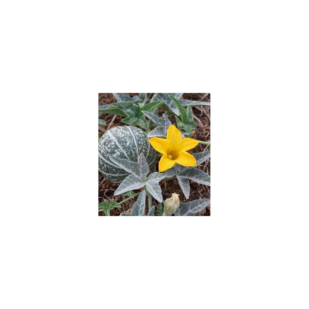 Buvolí tykev - Cucurbita foetidissima - osivo tykve - 3 ks