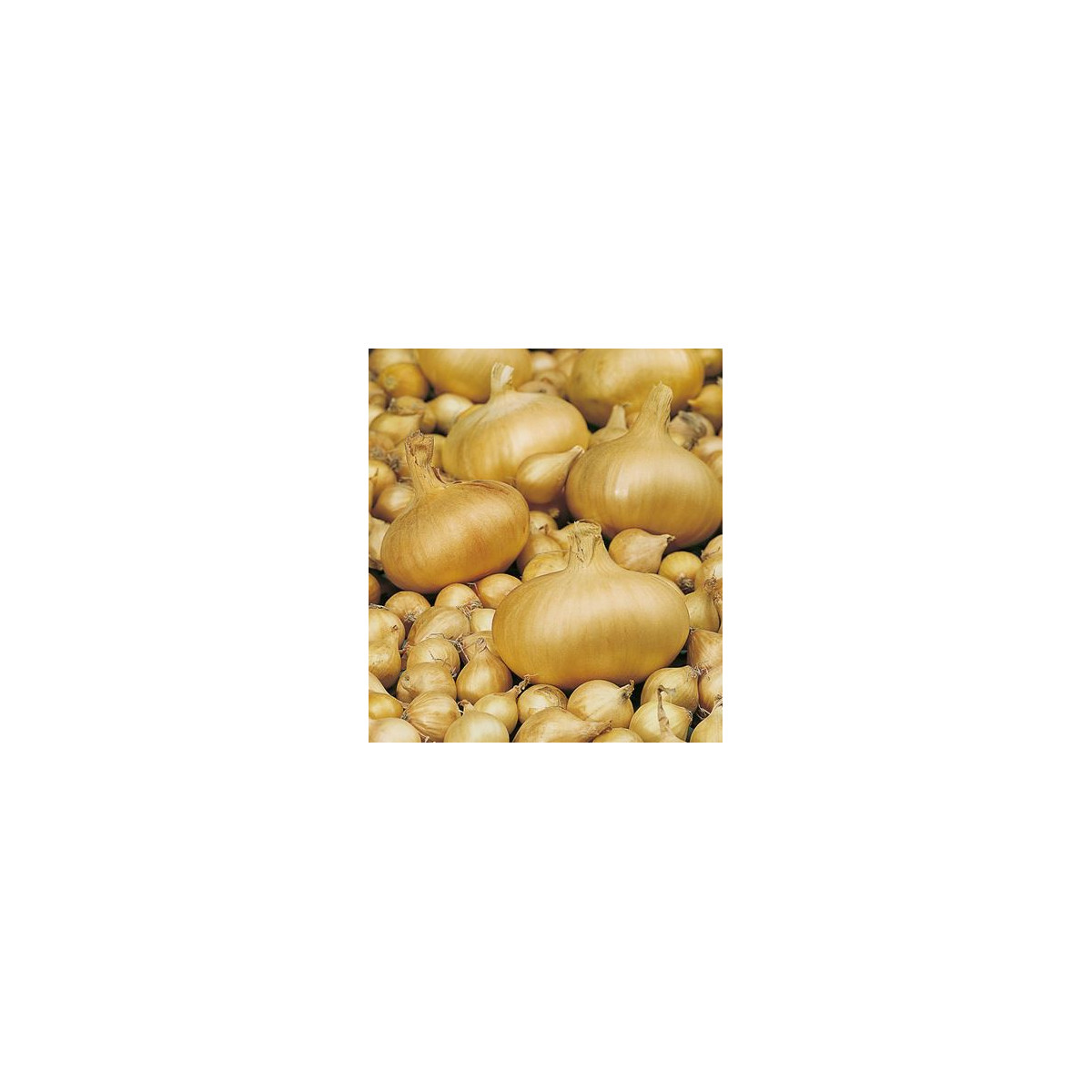 Cibule žlutá štutgartská - Allium cepa - osivo cibule - 250 ks