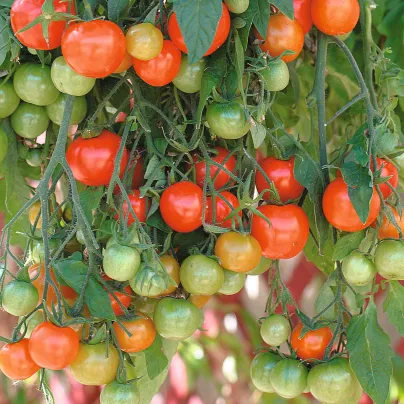 Rajče převislé Tom Red - Solanum lycopersicum - osivo rajčat - 8 ks