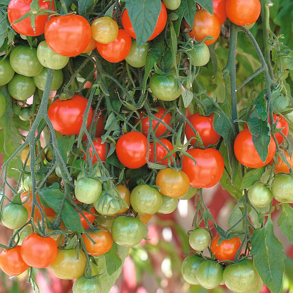 Rajče převislé Tom Red - Solanum lycopersicum - osivo rajčat - 8 ks