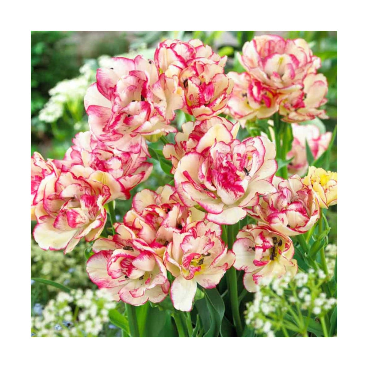 Tulipán Belicia - Tulipa - cibule tulipánů - 3 ks